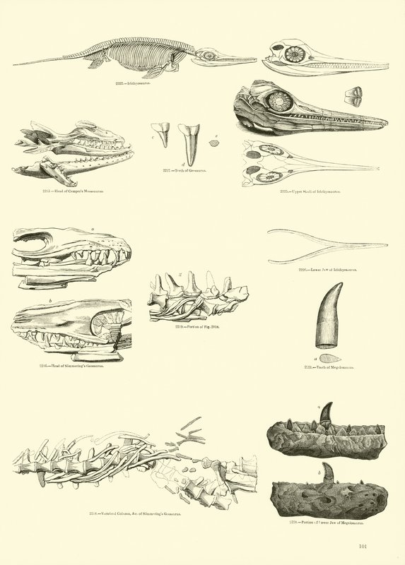 Side fra The Pictorial Museum of Animated Nature av English School