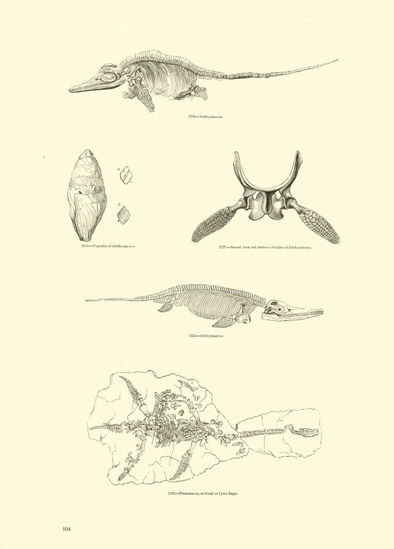 Side fra The Pictorial Museum of Animated Nature av English School