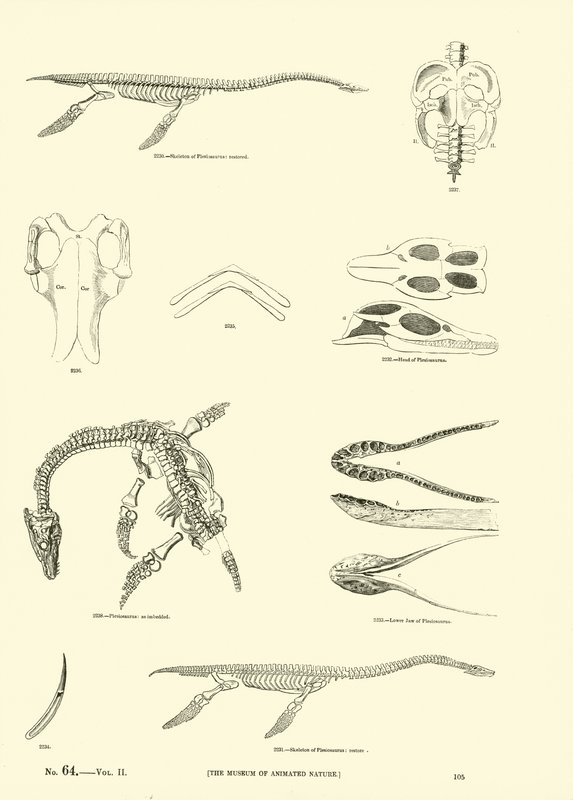 Side fra The Pictorial Museum of Animated Nature av English School