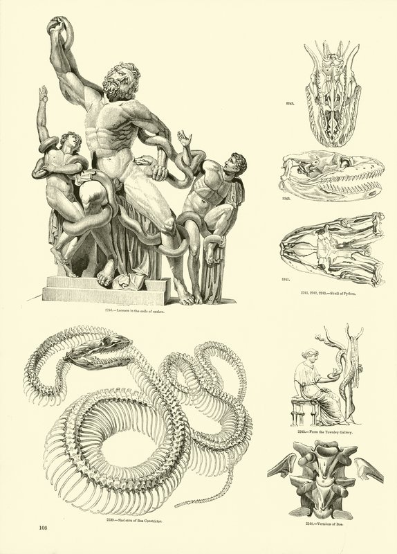 Side fra The Pictorial Museum of Animated Nature av English School