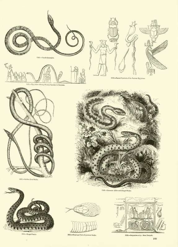Side fra The Pictorial Museum of Animated Nature av English School