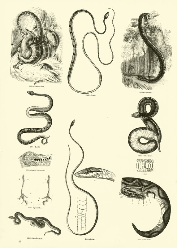 Side fra The Pictorial Museum of Animated Nature av English School