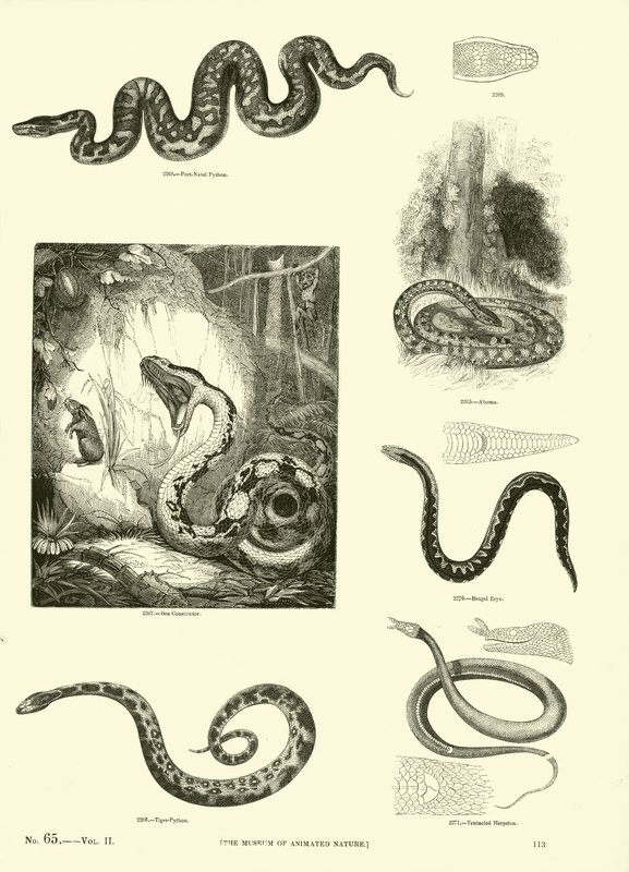 Side fra The Pictorial Museum of Animated Nature av English School