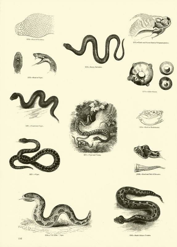 Side fra The Pictorial Museum of Animated Nature av English School