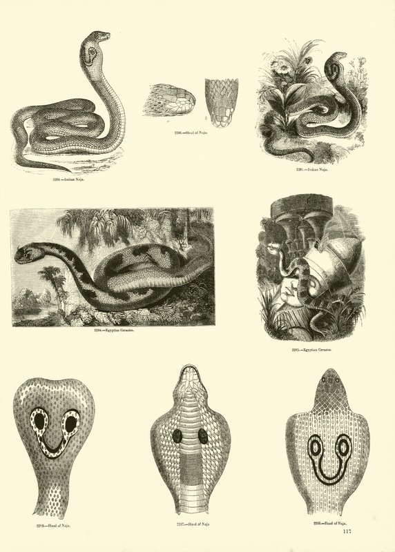 Side fra The Pictorial Museum of Animated Nature av English School