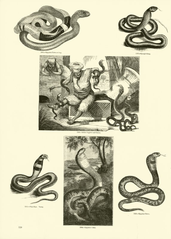 Side fra The Pictorial Museum of Animated Nature av English School