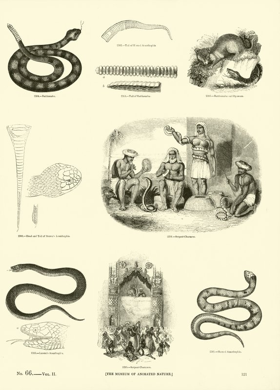 Side fra The Pictorial Museum of Animated Nature av English School