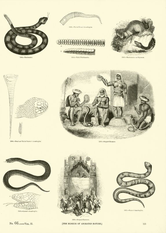 Side fra The Pictorial Museum of Animated Nature av English School