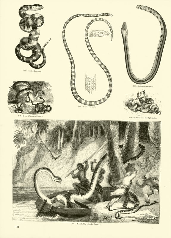 Side fra The Pictorial Museum of Animated Nature av English School
