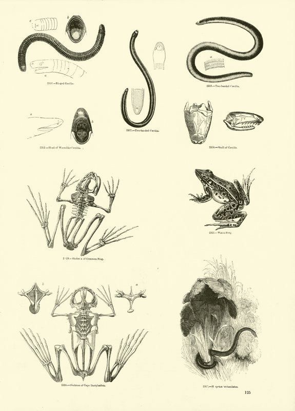 Side fra The Pictorial Museum of Animated Nature av English School