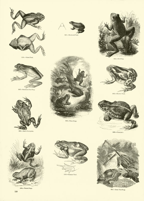 Side fra The Pictorial Museum of Animated Nature av English School