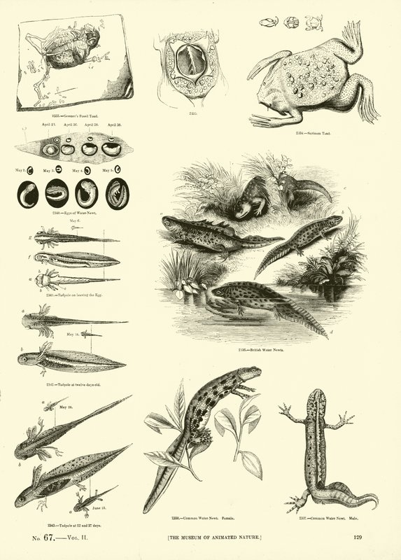 Side fra The Pictorial Museum of Animated Nature av English School