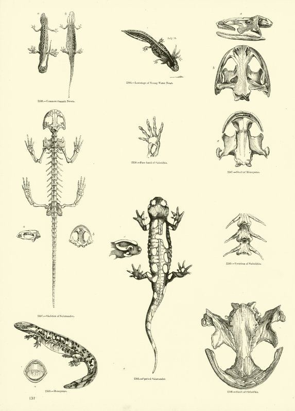 Side fra The Pictorial Museum of Animated Nature av English School