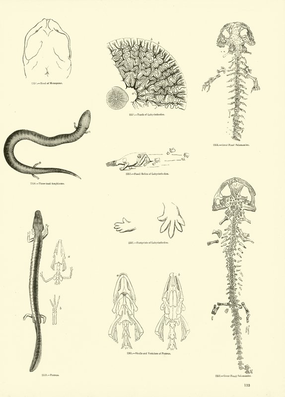 Side fra The Pictorial Museum of Animated Nature av English School