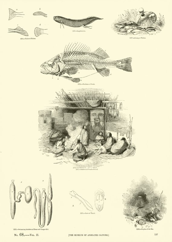 Side fra The Pictorial Museum of Animated Nature av English School