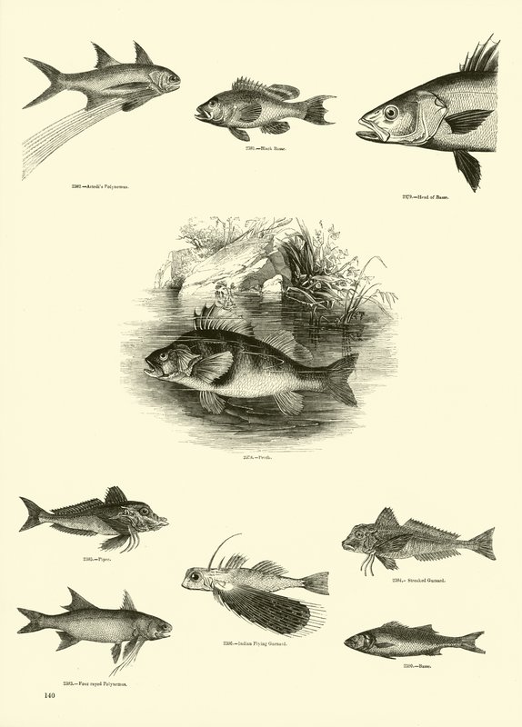 Side fra The Pictorial Museum of Animated Nature av English School