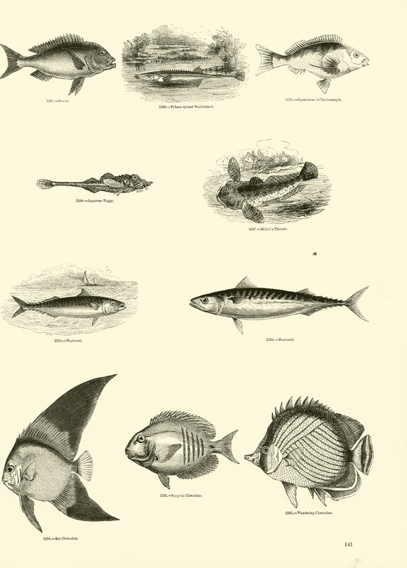Side fra The Pictorial Museum of Animated Nature av English School