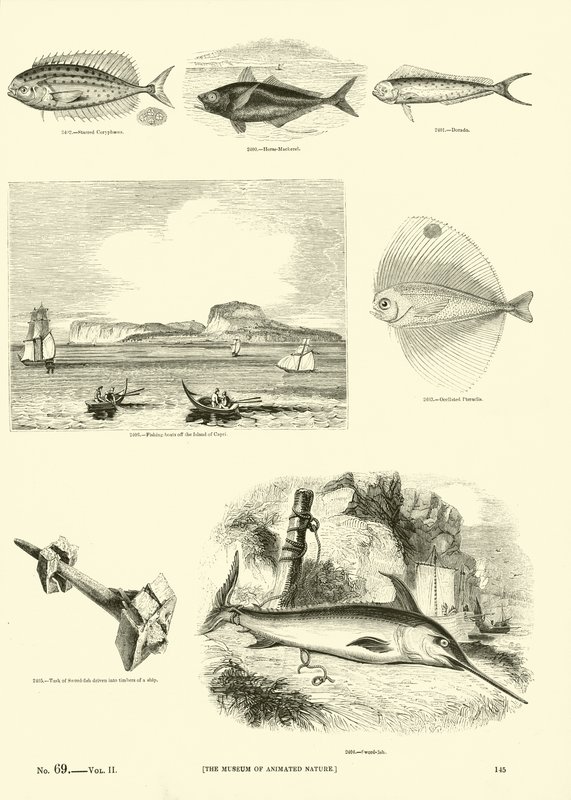 Side fra The Pictorial Museum of Animated Nature av English School