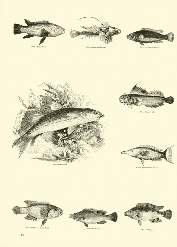 Side fra The Pictorial Museum of Animated Nature av English School