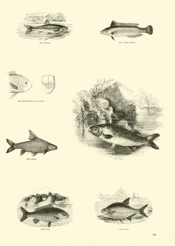 Side fra The Pictorial Museum of Animated Nature av English School