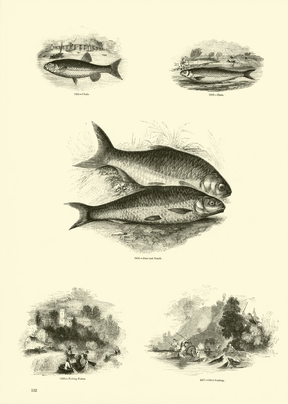 Side fra The Pictorial Museum of Animated Nature av English School