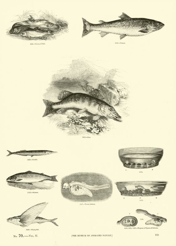 Side fra The Pictorial Museum of Animated Nature av English School