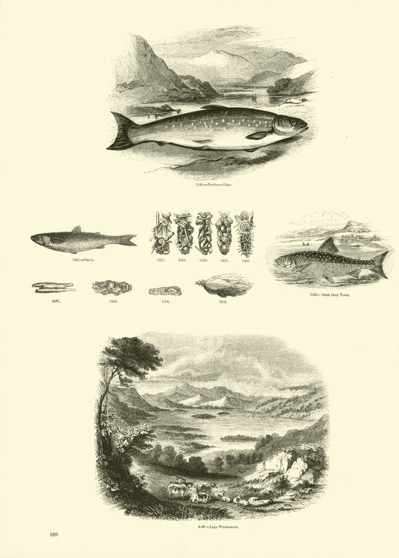 Side fra The Pictorial Museum of Animated Nature av English School