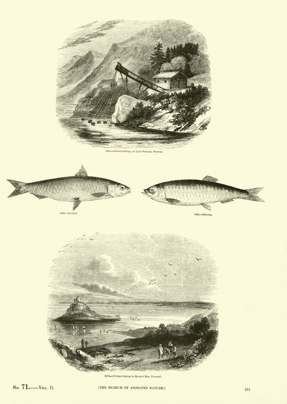 Side fra The Pictorial Museum of Animated Nature av English School