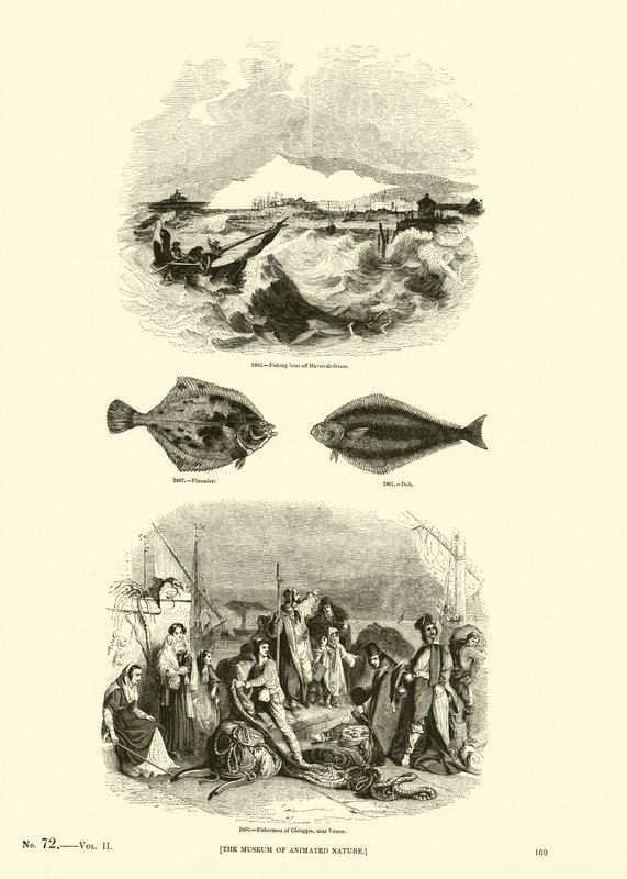 Side fra The Pictorial Museum of Animated Nature av English School