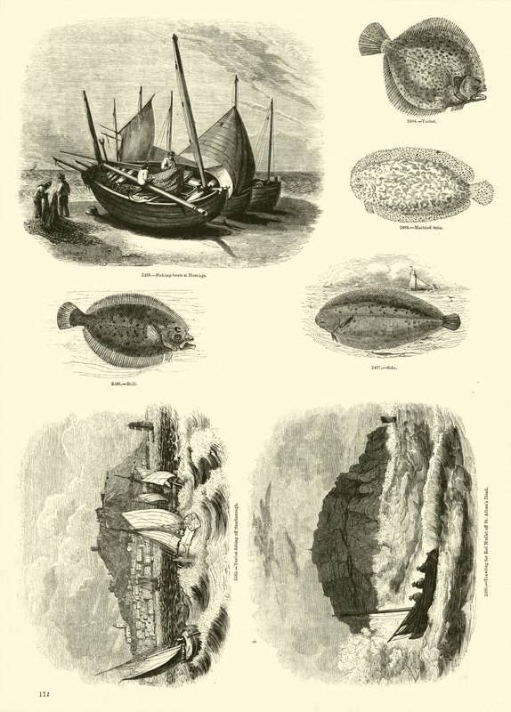 Side fra The Pictorial Museum of Animated Nature av English School