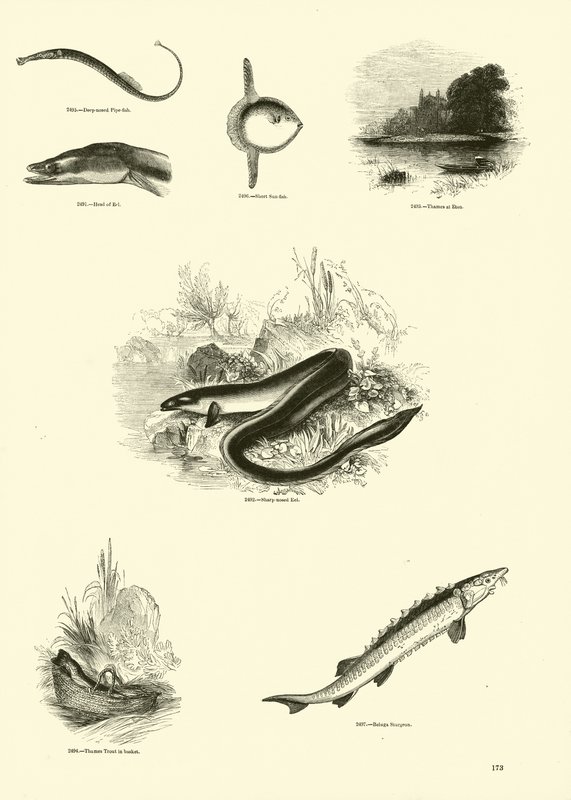 Side fra The Pictorial Museum of Animated Nature av English School