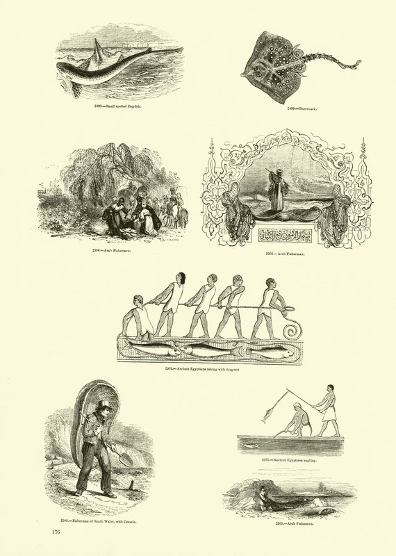 Side fra The Pictorial Museum of Animated Nature av English School