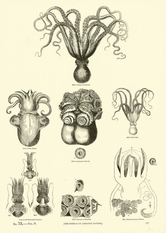 Side fra The Pictorial Museum of Animated Nature av English School
