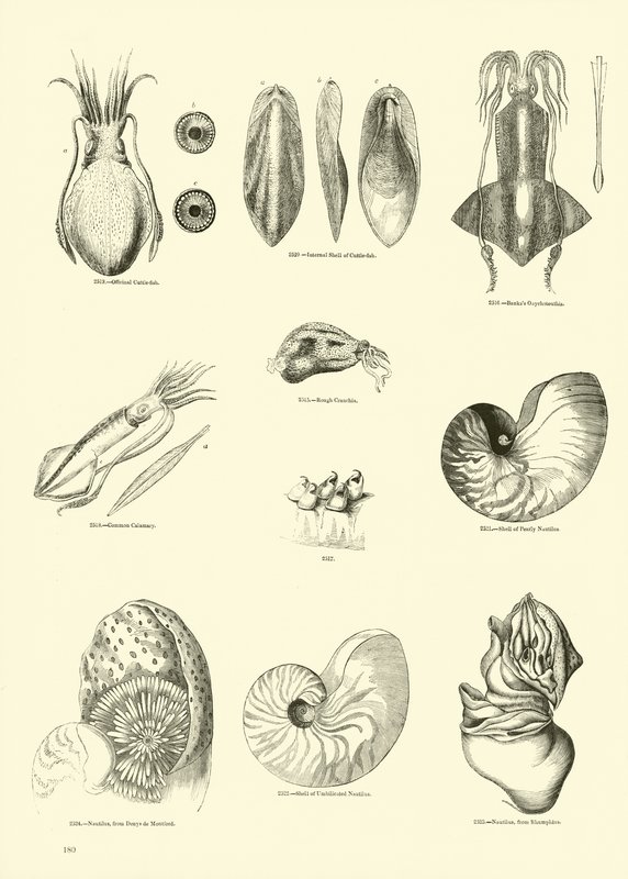 Side fra The Pictorial Museum of Animated Nature av English School