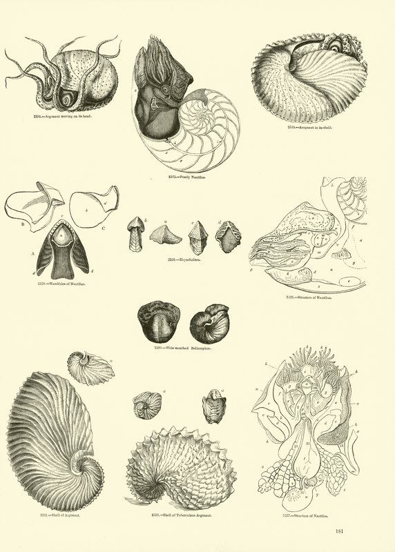 Side fra The Pictorial Museum of Animated Nature av English School