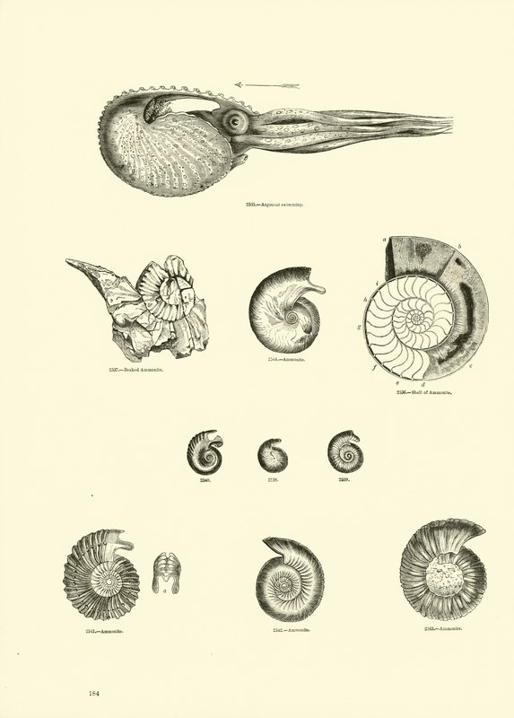 Side fra The Pictorial Museum of Animated Nature av English School