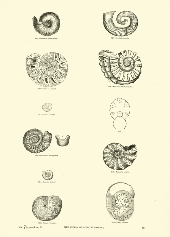 Side fra The Pictorial Museum of Animated Nature av English School