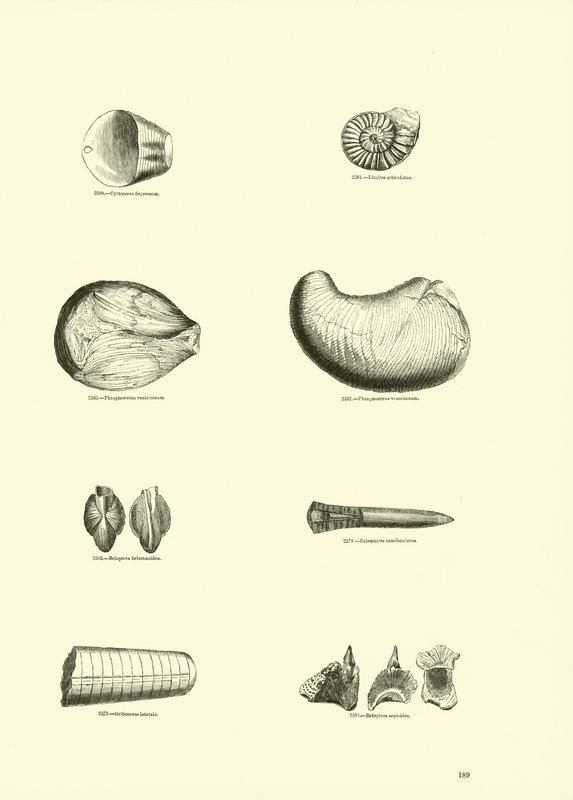 Side fra The Pictorial Museum of Animated Nature av English School
