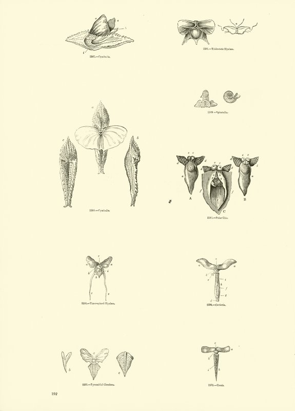 Side fra The Pictorial Museum of Animated Nature av English School