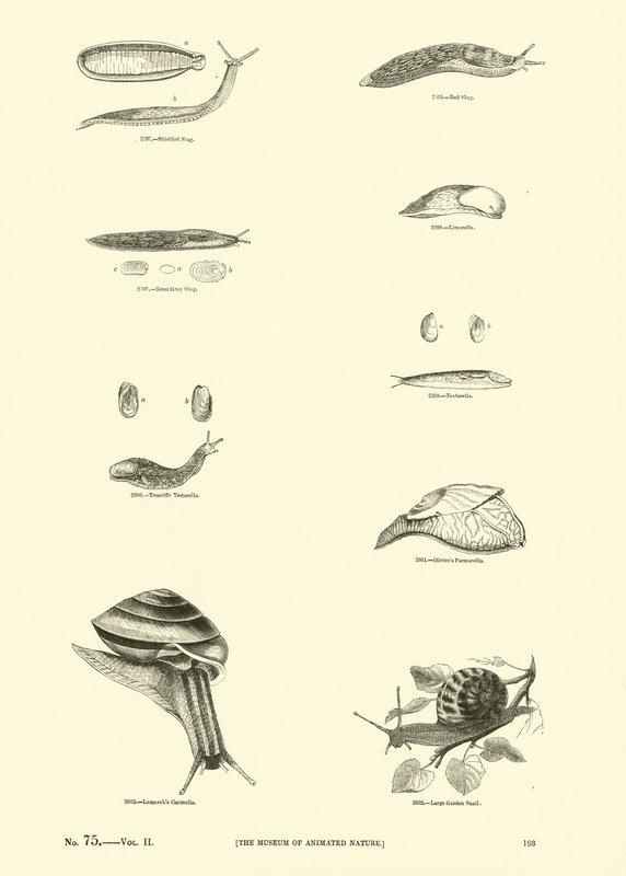 Side fra The Pictorial Museum of Animated Nature av English School