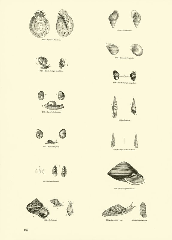 Side fra The Pictorial Museum of Animated Nature av English School