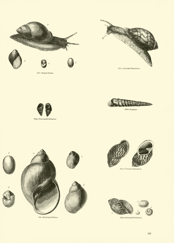 Side fra The Pictorial Museum of Animated Nature av English School
