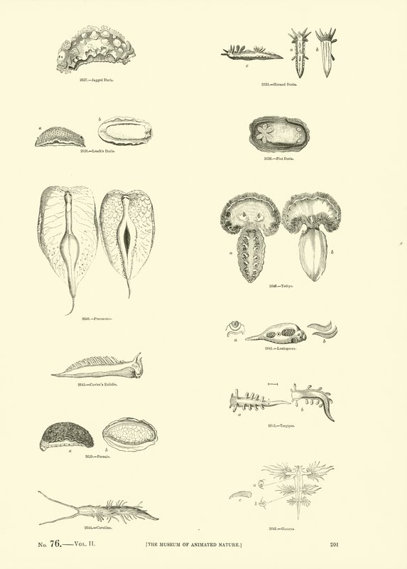 Side fra The Pictorial Museum of Animated Nature av English School