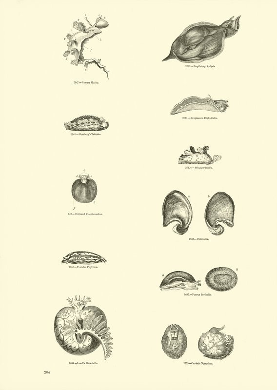 Side fra The Pictorial Museum of Animated Nature av English School