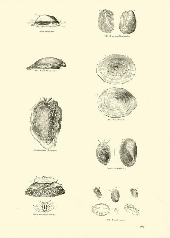 Side fra The Pictorial Museum of Animated Nature av English School