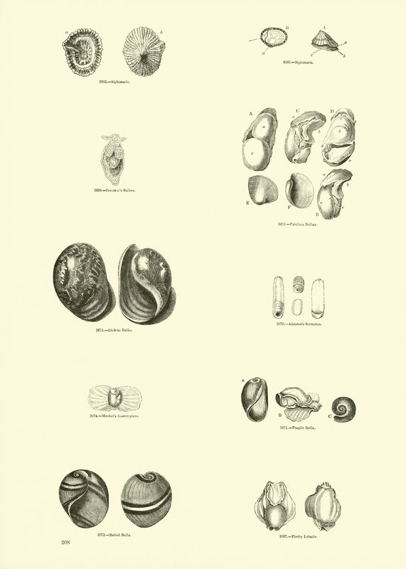 Side fra The Pictorial Museum of Animated Nature av English School