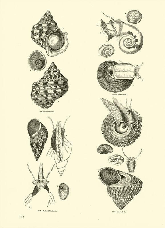 Side fra The Pictorial Museum of Animated Nature av English School