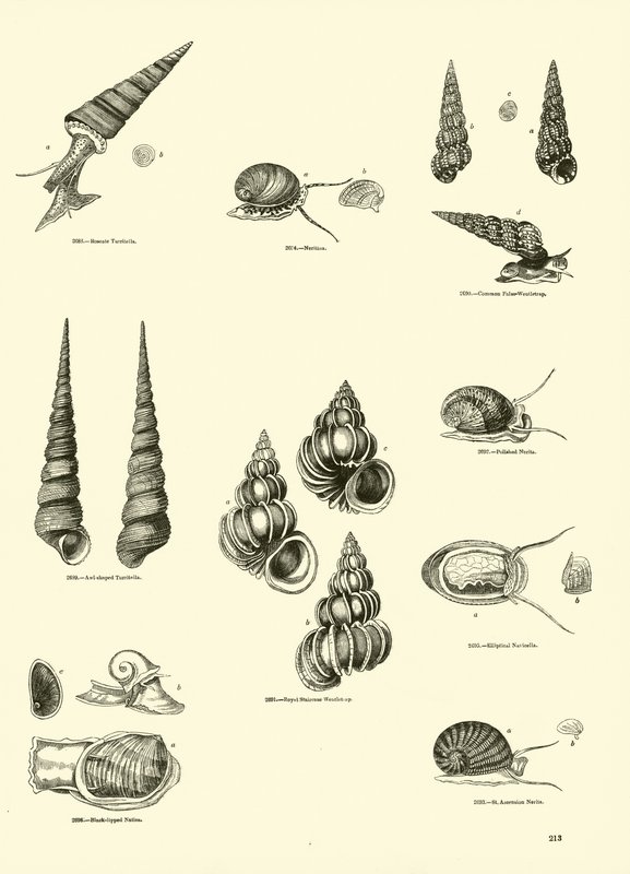 Side fra The Pictorial Museum of Animated Nature av English School