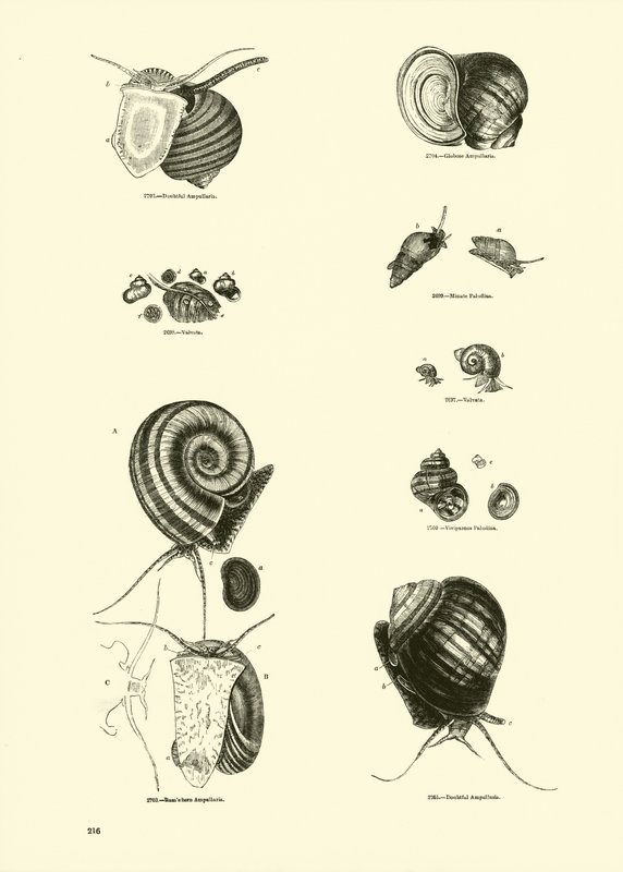 Side fra The Pictorial Museum of Animated Nature av English School