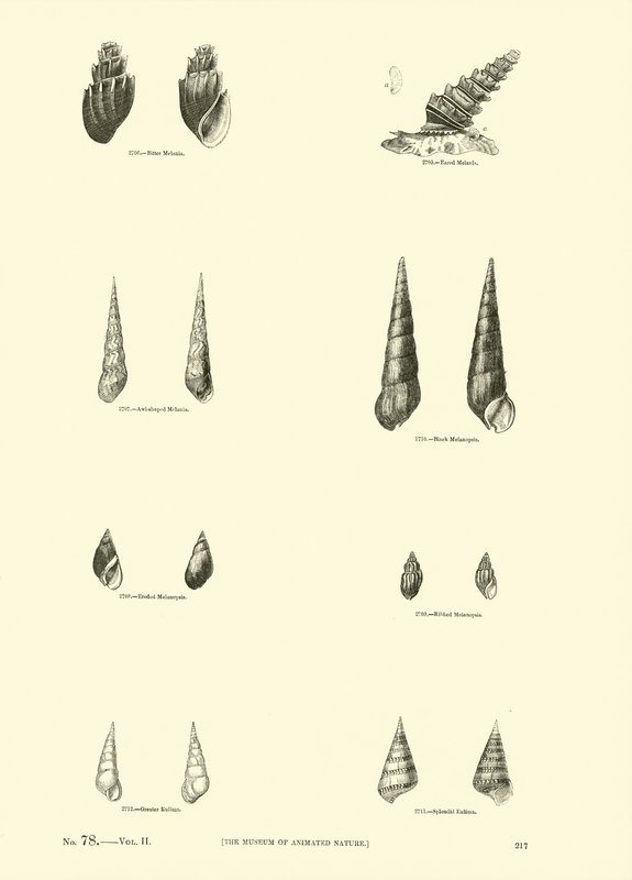Side fra The Pictorial Museum of Animated Nature av English School